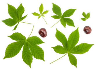 Green leaves of chestnut isolated on white