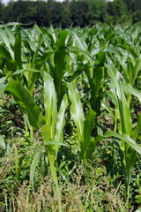 Obraz premium champ de maïs