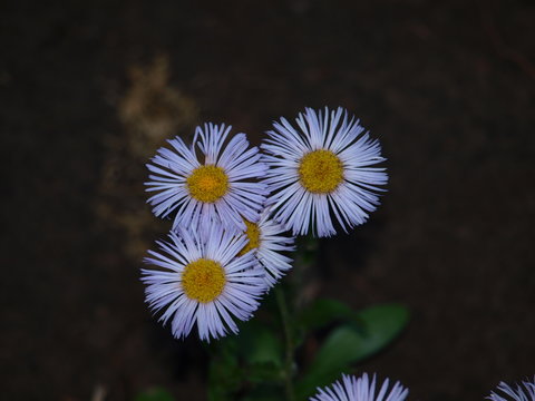 Delicate chamomile