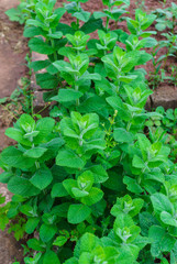 Bright green mint leaves, in the garden