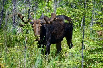 wildlife in Algonquin provincial park