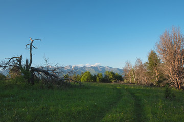 Fototapeta premium high mountain meadow with bright green grass and forest against the backdrop of mountain slopes and peaks on a warm summer's day