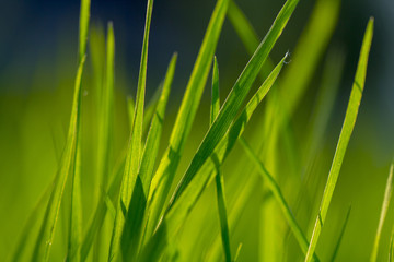 Green grass texture. Element of design.