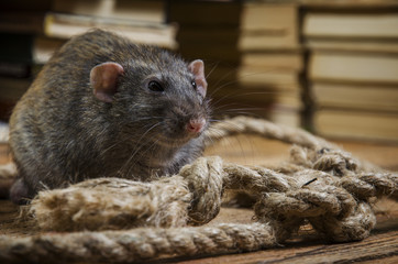 Rat and rope.
