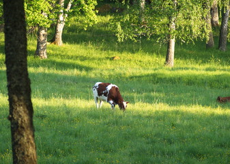 Cow grazing