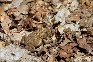 Stealth Frog