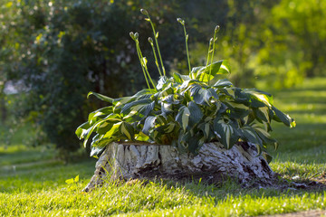 Green host, garden ornamental perennial plant