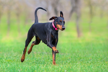 Black doberman run fast in spring field in park