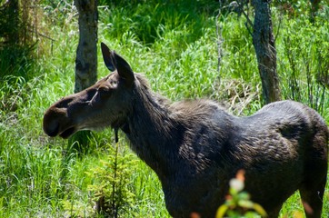 wildlife in Algonquin provincial park