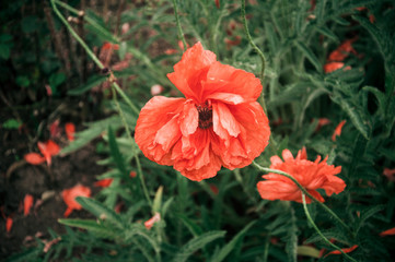 Fototapeta premium Decorative red poppy flower in the garden
