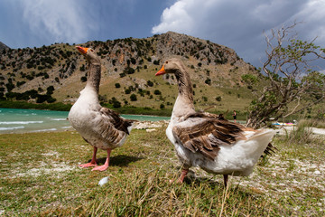 Gänse am Kournas See auf Kreta