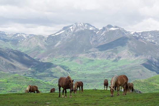 Penha Ubinha, Leon, Spain - June, 2018: Horses in Penha Ubinha valley. Penha Ubinha is, with 2,417 meters of height, one of the highest mountains of the Cantabrian mountain range, and it is also