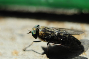 Gadfly on the windowsill