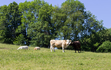 Fototapeta na wymiar Cows in a field