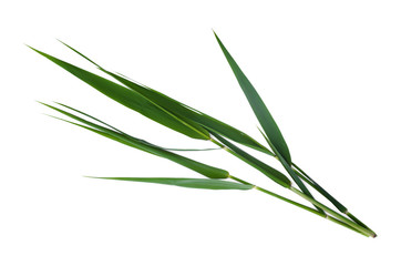 Green leaves of cane  isolated on white background.