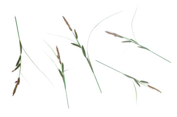 Cane plant  isolated on white background.