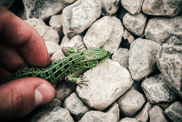 Green lizard in the human hands. Green lizard and grey stones.
