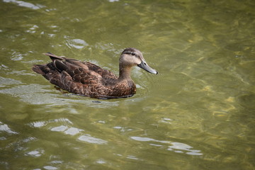 Obraz premium Mallard