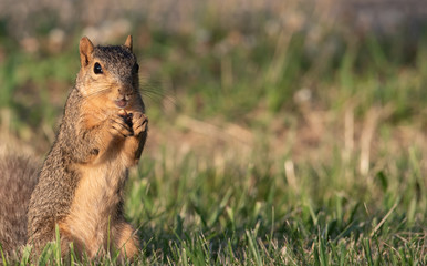 Small Brown Squirrel