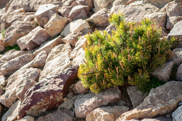 Plant on stones