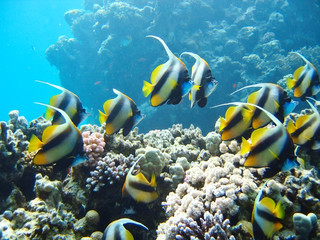 Naklejka na ściany i meble Small tropical fish shoal on coral reefs underwater world