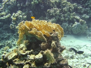 Fototapeta na wymiar Coral reefs underwater world
