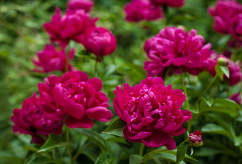 Red peonies in the garden. Blooming red peony.