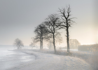 Fränkische Weiher - Baumreihe an einem Wintermorgen entlang eines Weges bei Frost und Dunst