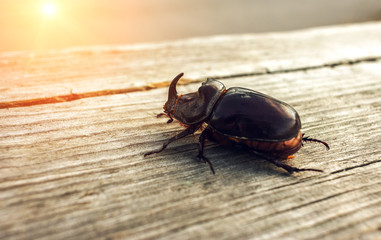 giant beetle beetle, an unusual insect beetle with a horn at sunset.