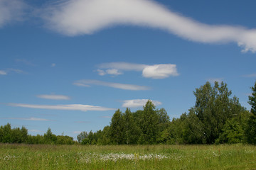 
Sunny meadow. A blue sky with white clouds. Belarus, Mogilev