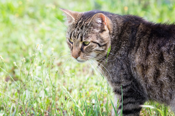 Tabby cat in the grass
