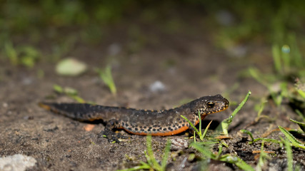 Portrait de triton alpestre