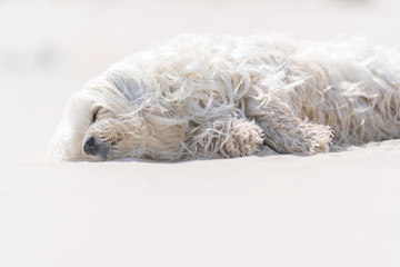 Schlafender Hund am Sandstrand