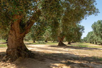 Very old olive trees in Apulia, Italy, famous center of extra virgine olive oil production