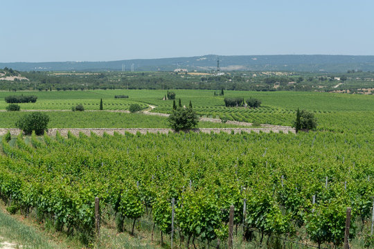 Big vineyards with rows of wine grapes plants in great wine region of South Italy Apulia