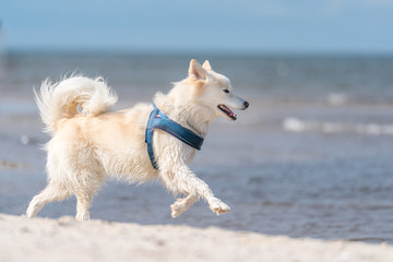 Weißer Hund am Meer