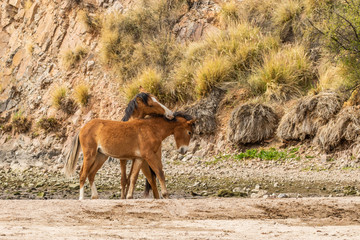 Naklejka na ściany i meble Salt River Wild Horses Sparring in the Arizona Desert