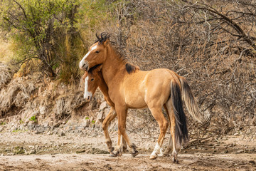 Salt River Wild Horses Sparring in the Arizona Desert