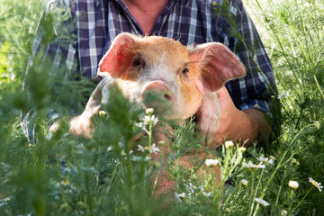 Funny male farmer in plaid shirt is bathing red piglet in pot for watering garden among blooming chamomiles. Hands close-up. Copy space. 2019 year of yellow pig. Holiday time on farm