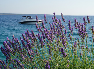Purple lavender flowers and blue sea with boat in the background