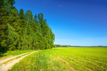 Fototapeta na wymiar Summer landscape with country road