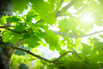 Green leaves background
