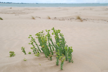 PAISAJE PLAYA EN SANLÚCAR DE BARRAMEDA, CÁDIZ, ANDALUCÍA, ESPAÑA 
