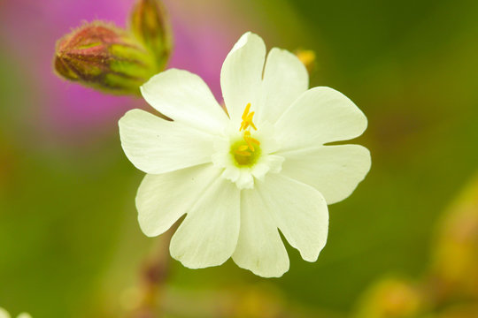 Zauberhafte Wildblume