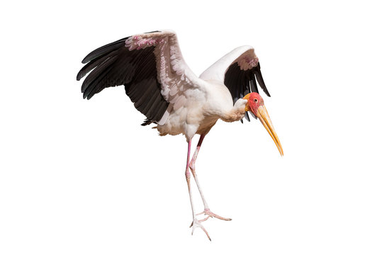 Yellow-billed stork isolated on white background, seen in south africa