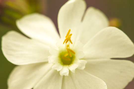 Zauberhafte Wildblume
