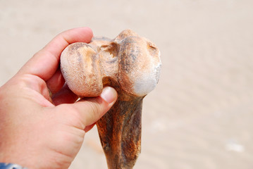 HUESO DE UN MAMÍFERO