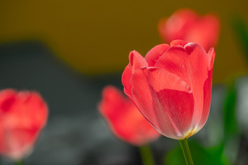 tulips in my garden