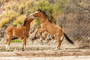 Naklejka na ściany i meble Salt River Wild Horses Sparring in the Arizona Desert