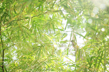 Soft focus back beautiful bamboo leaves.